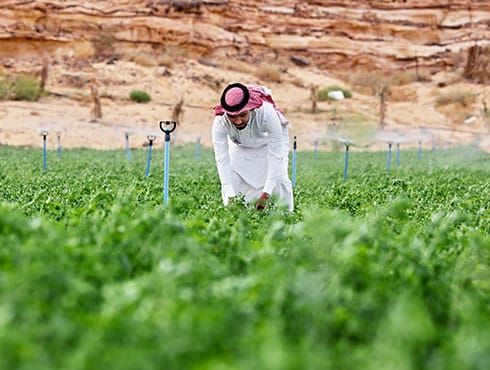 Saudi Man Walking Through Alfalfa Field On Oasis Farm